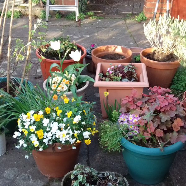 駐在員家族との交流