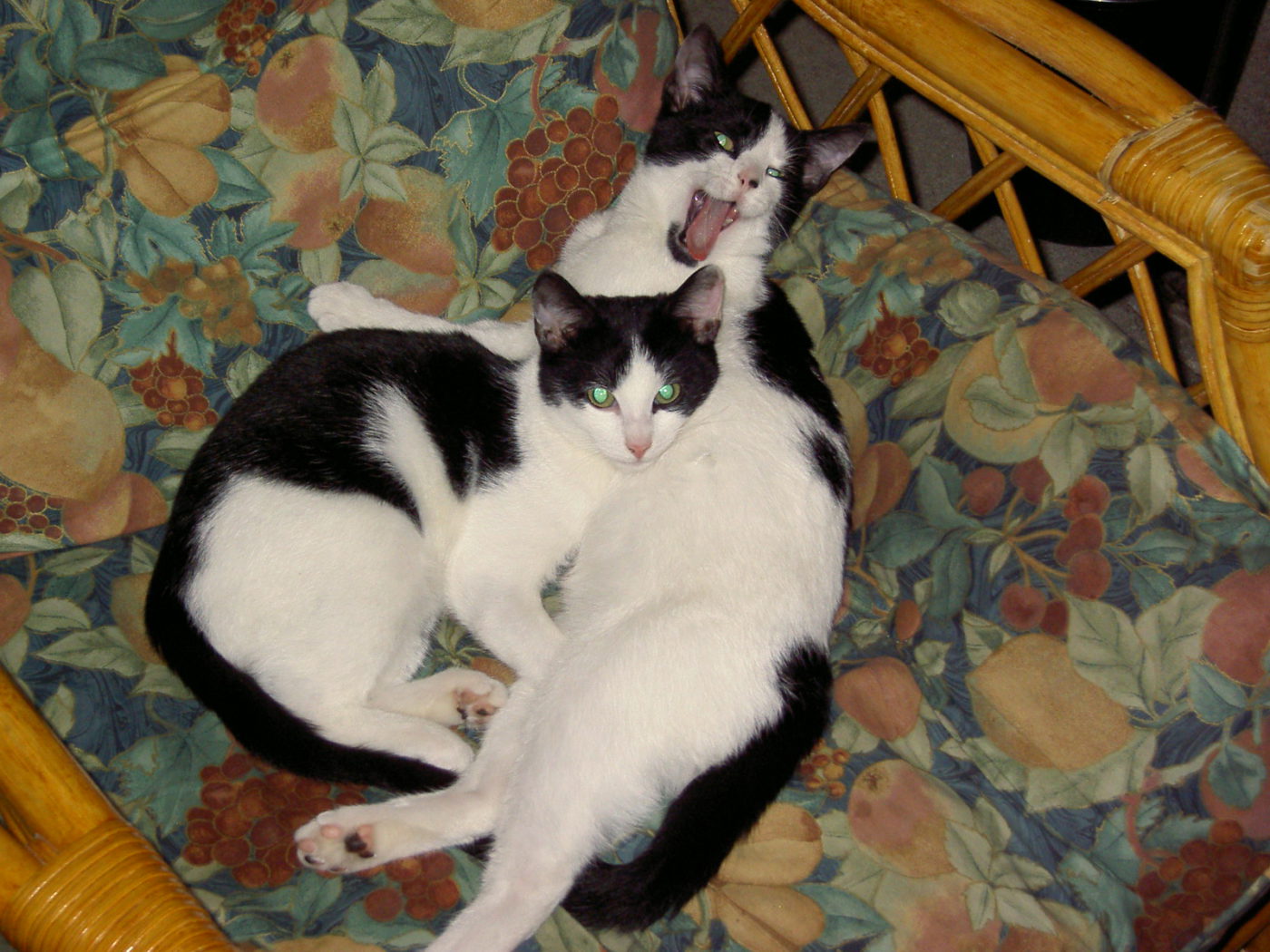 動物愛護-ジョンのお母さんの場合