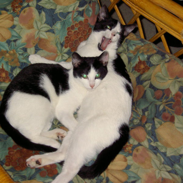 動物愛護-ジョンのお母さんの場合