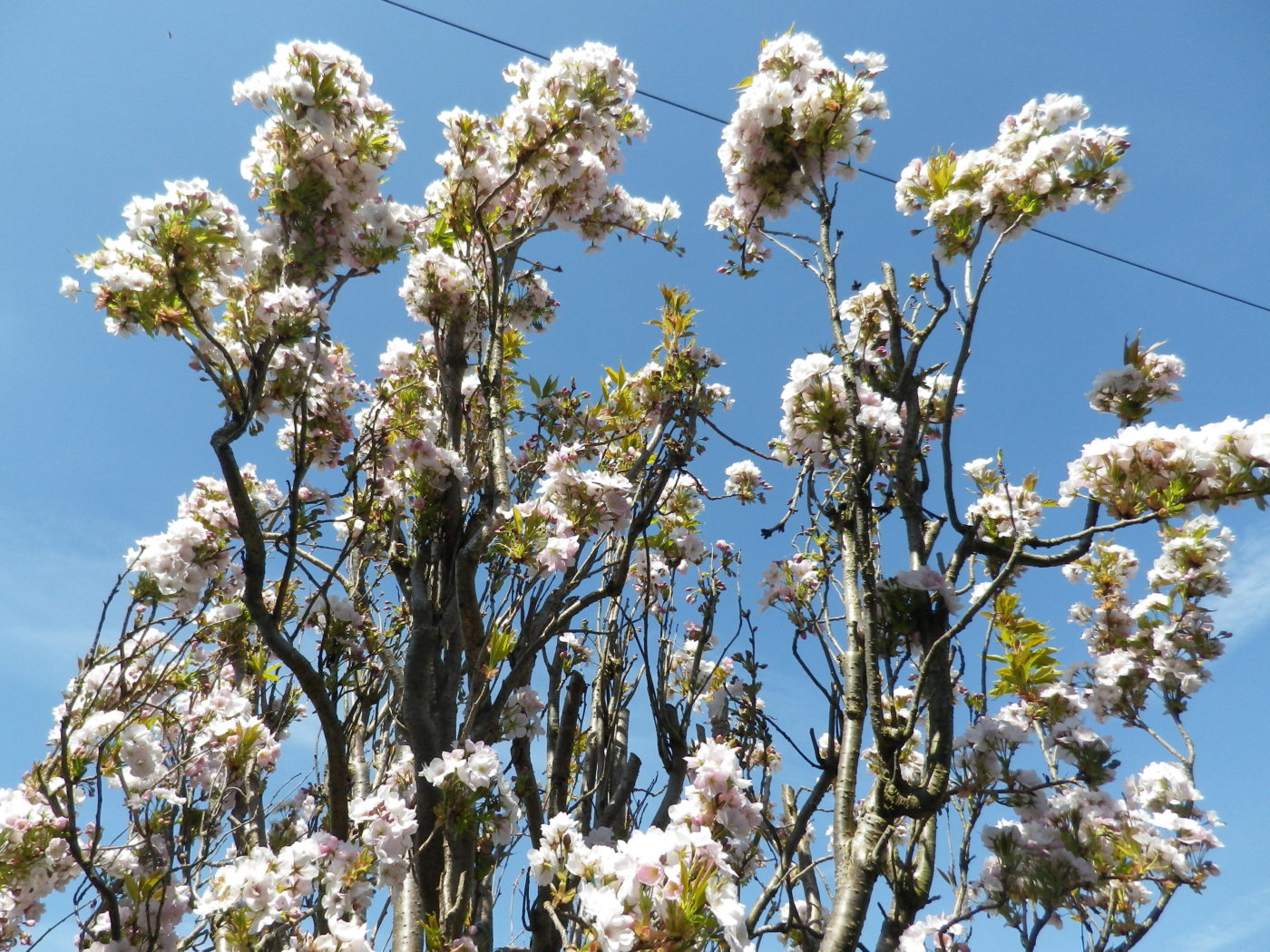 街のチャリティショップ