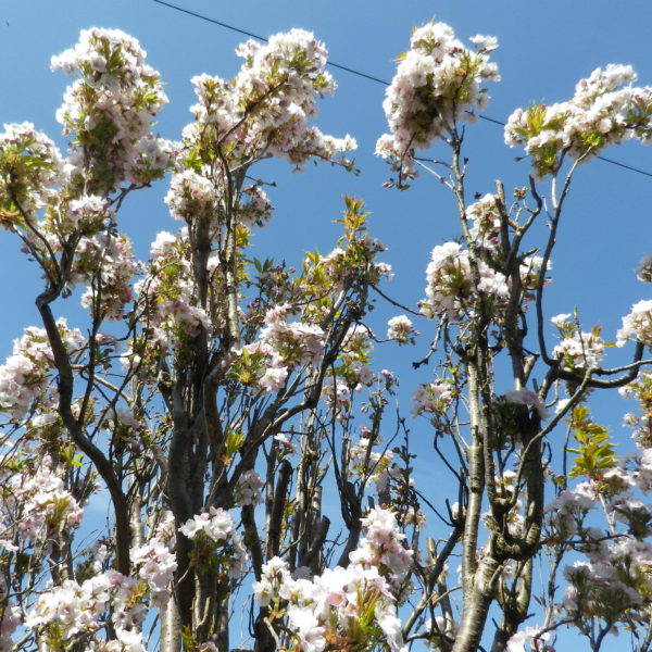 街のチャリティショップ