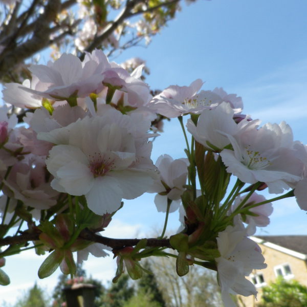 オープンガーデン/市民農園について