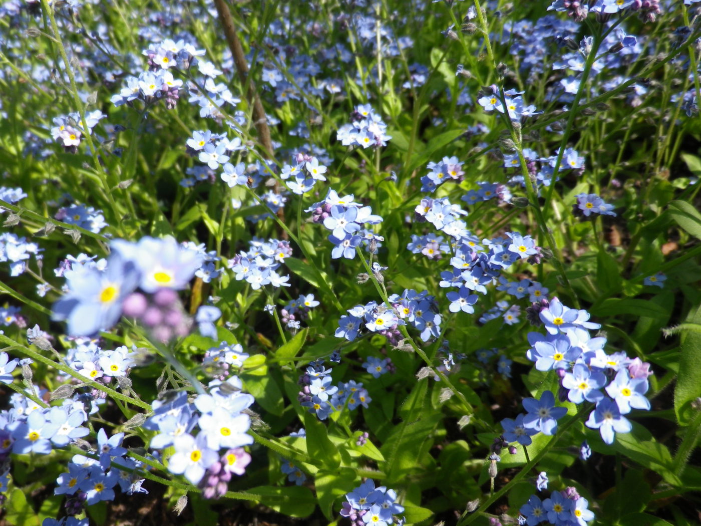 紅茶の話