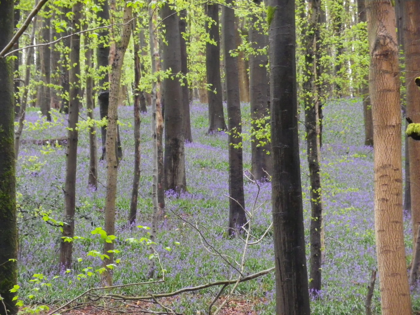 花の季節です。