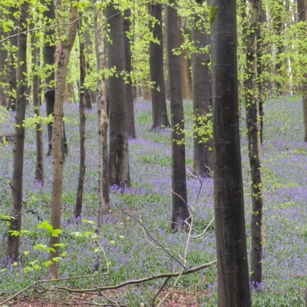 花の季節です。