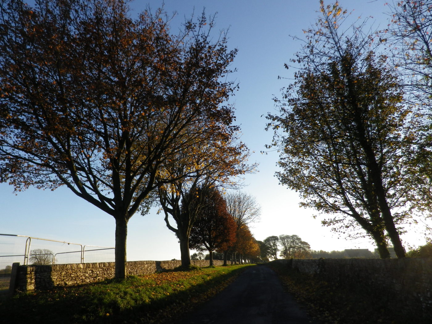 バレンタインデイ - イギリスの場合