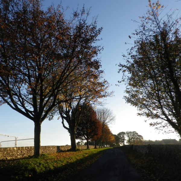 バレンタインデイ　－　イギリスの場合