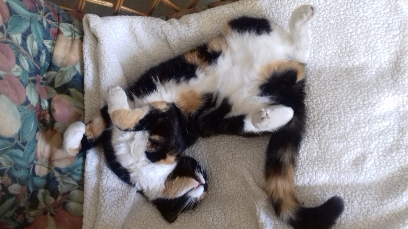 我が家に入り浸っている近所のネコ