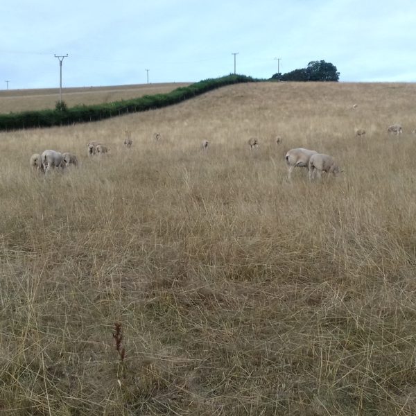 チェルトナム　- 夏模様