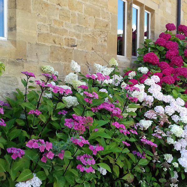 プラスチック戦争