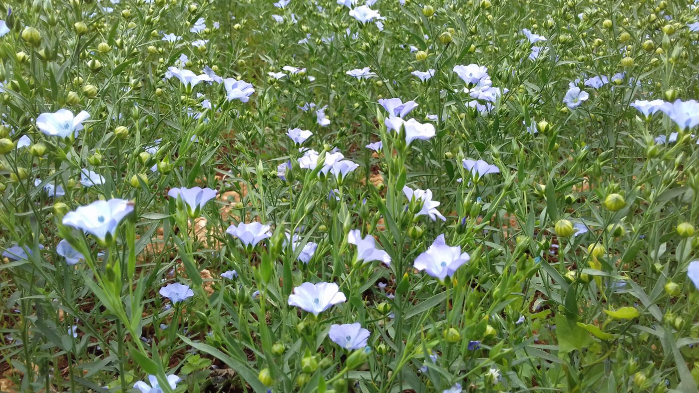 アフタヌーンティ/イギリス人の外食