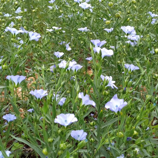 アフタヌーンティ/イギリス人の外食