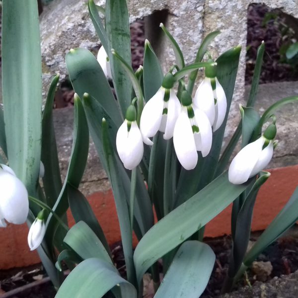 2020年の始めに/クリスマスに寄せて