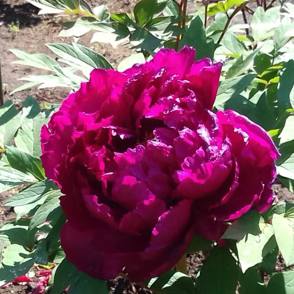 ６週間のコロナ自粛生活