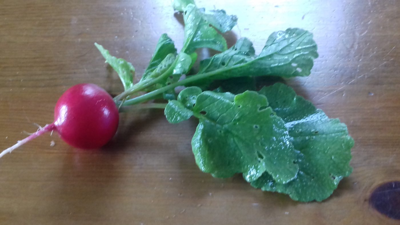 ９月はハーヴェストシーズン