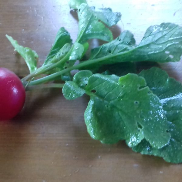 ９月はハーヴェストシーズン