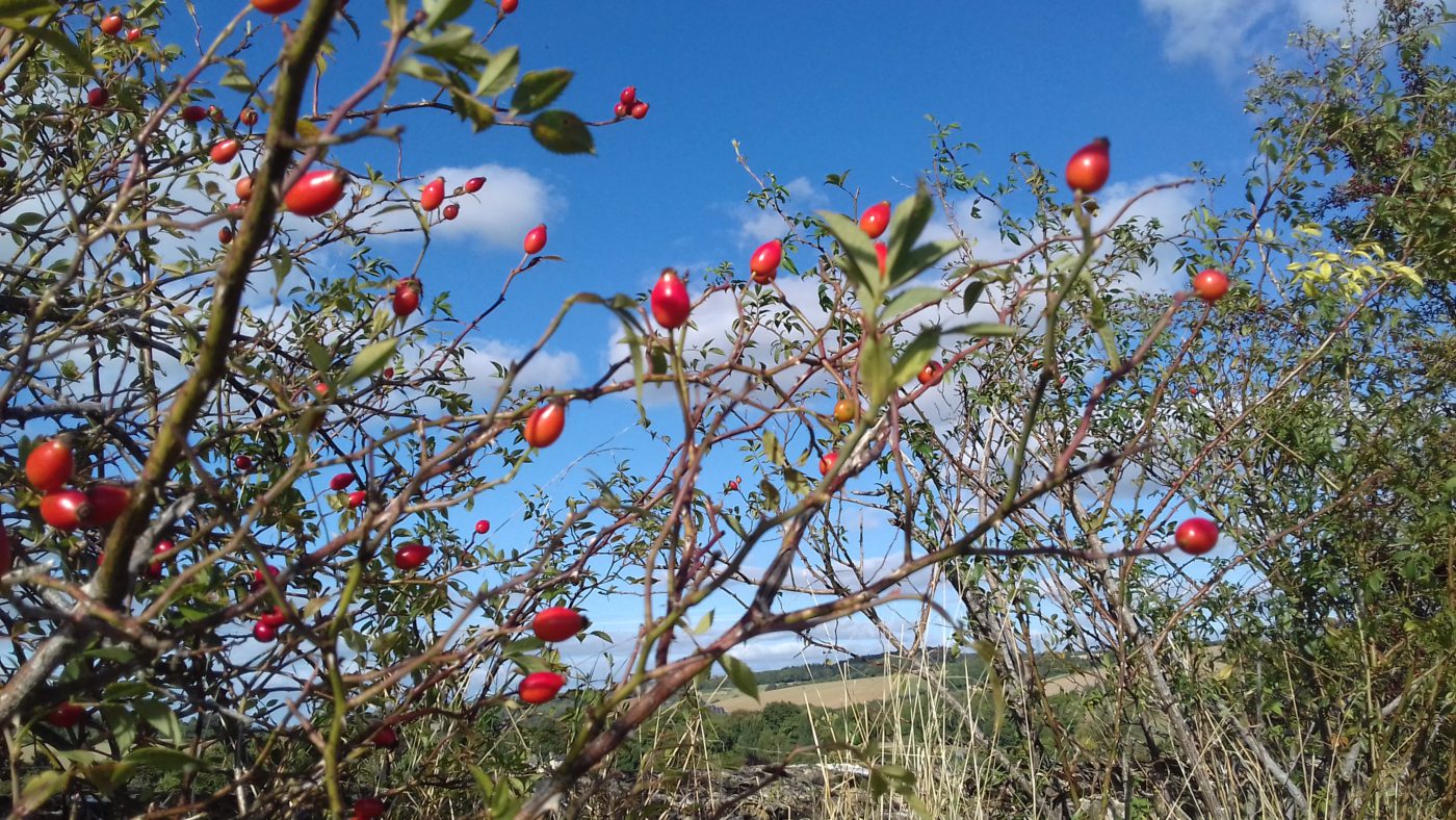 イギリスは冬です。