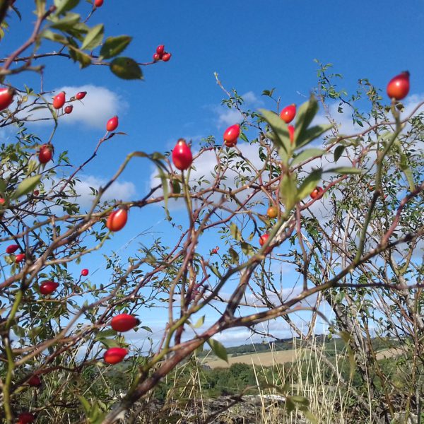 イギリスは冬です。