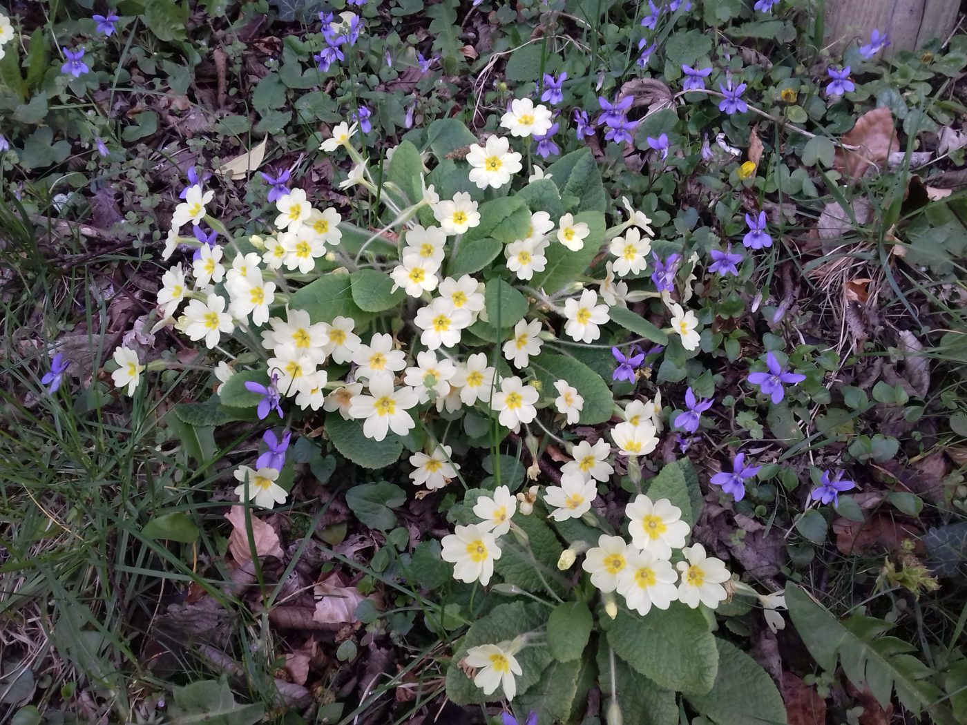 お隣とのお付き合い