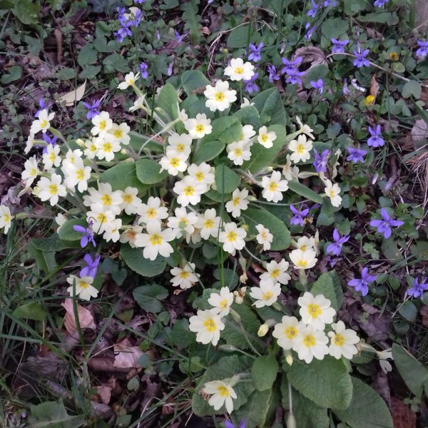 お隣とのお付き合い