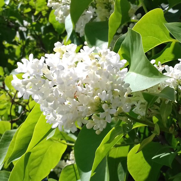 パブが再開しました。