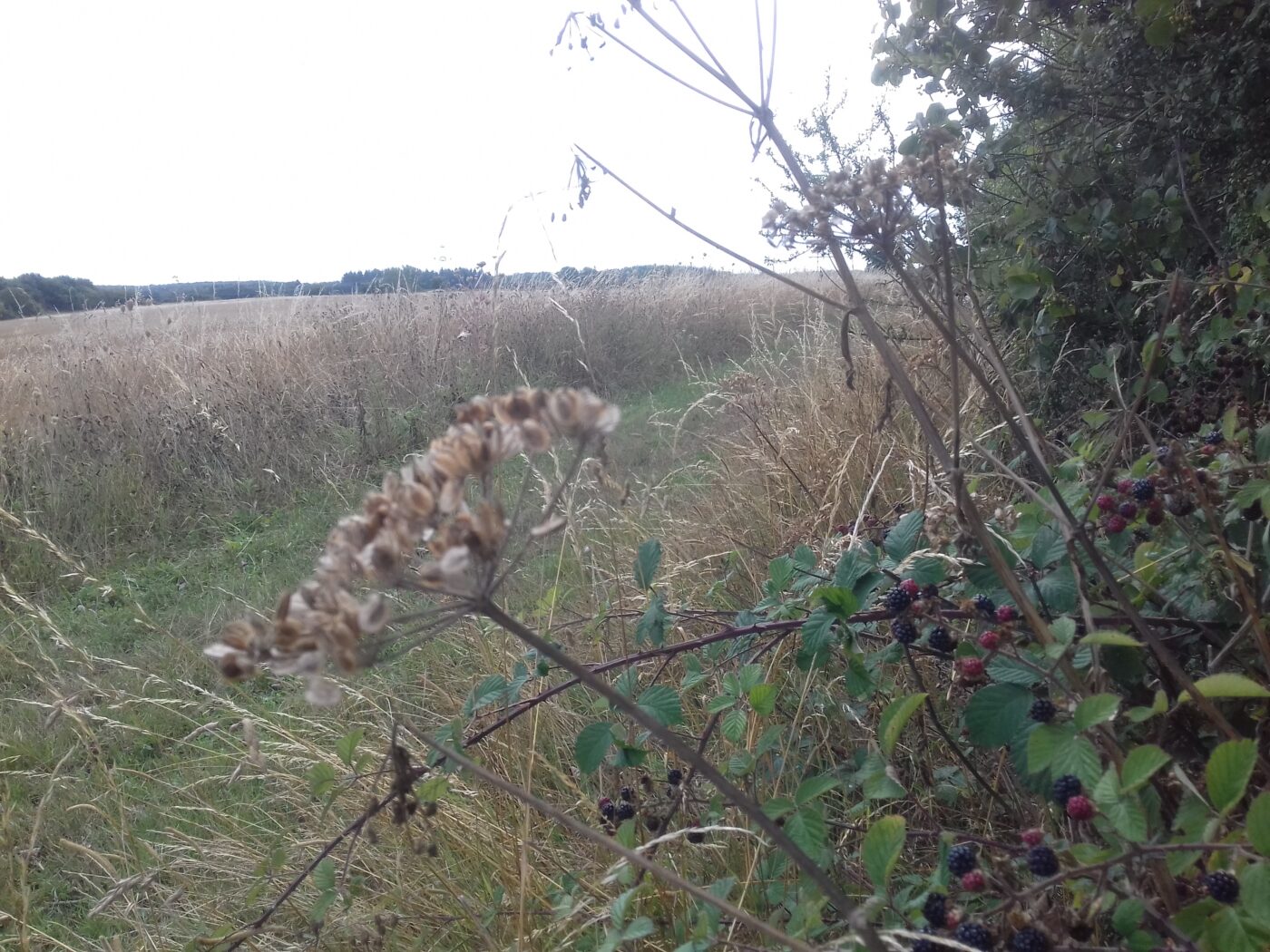 只今一人暮らしです