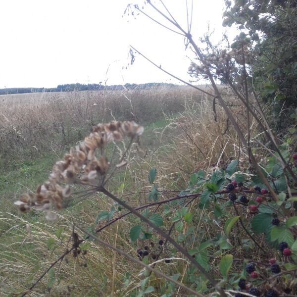 只今一人暮らしです