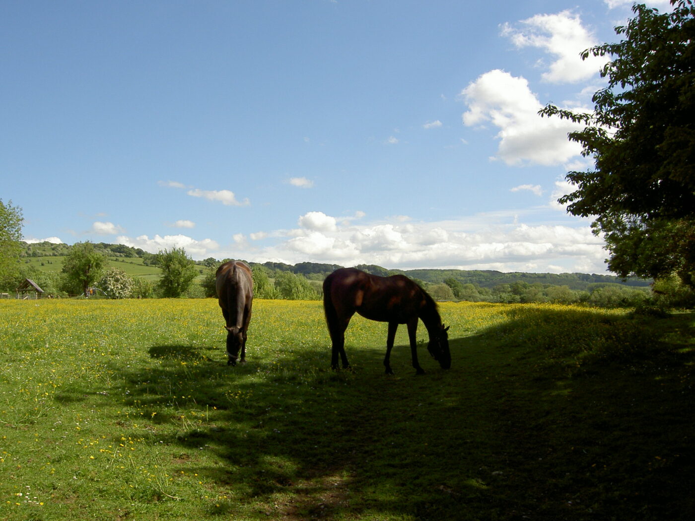 ホームページ閉鎖後の9月