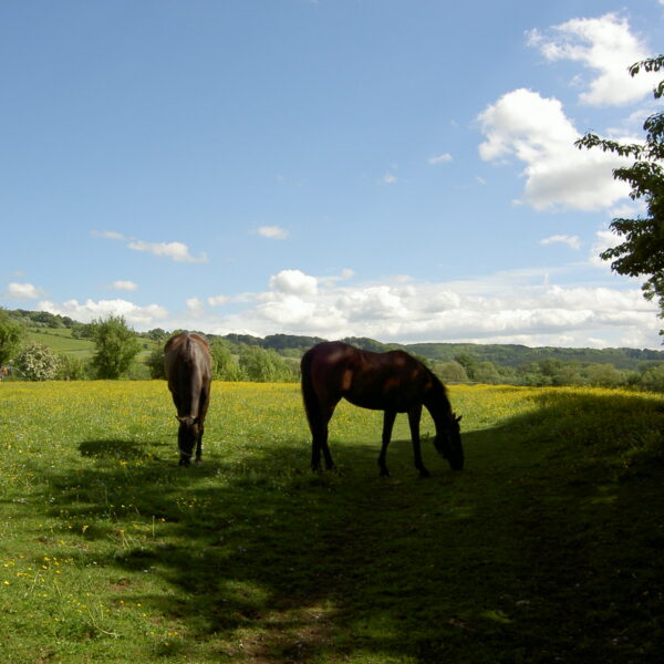 ホームページ閉鎖後の９月