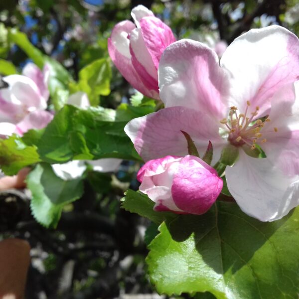 チャールズ国王の戴冠式を控えて