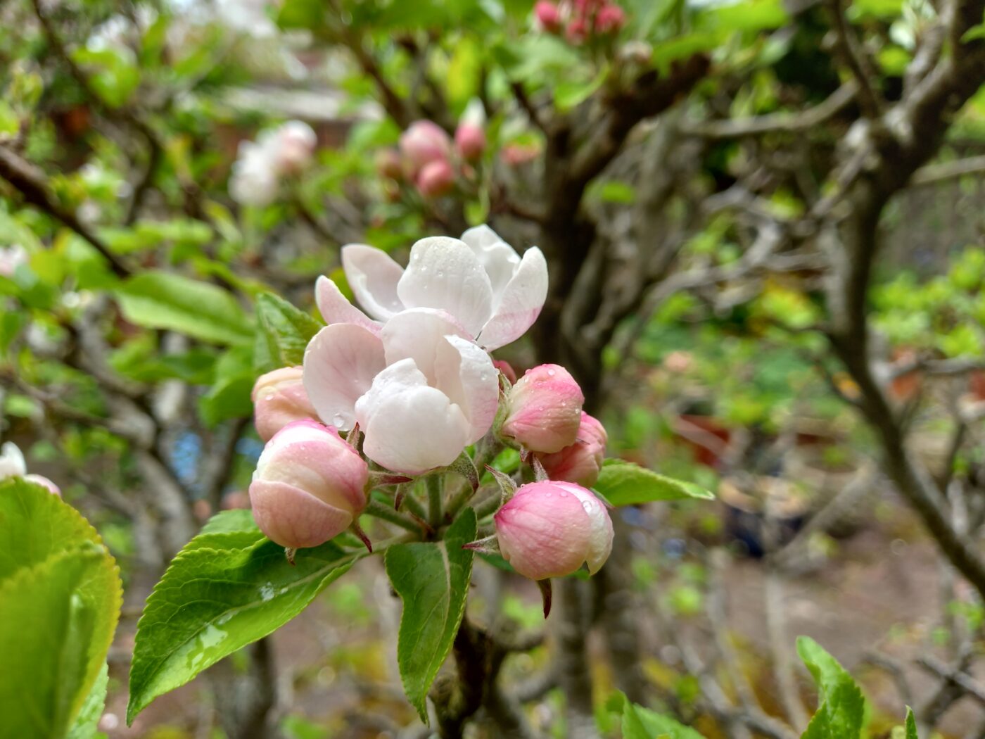 日本への一時帰国