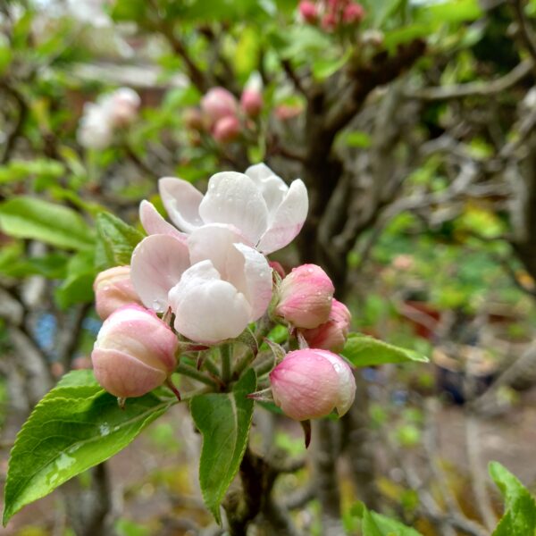 日本への一時帰国