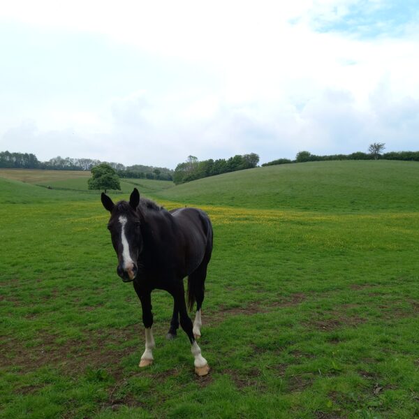 チェルトナム暮らし２５年を振り返って