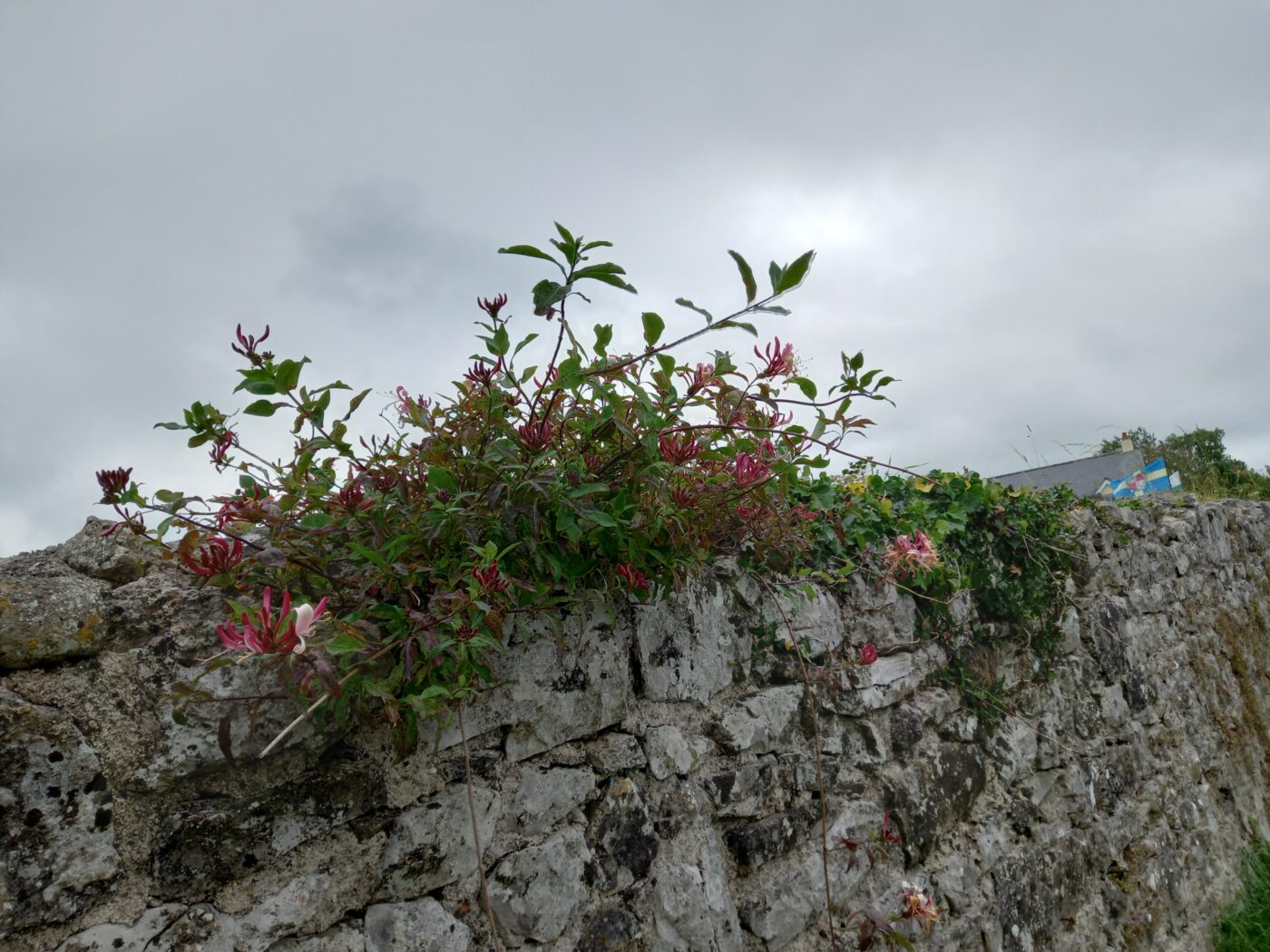 イギリスの総選挙