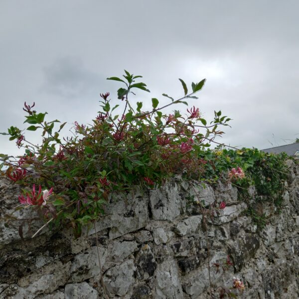 イギリスの総選挙