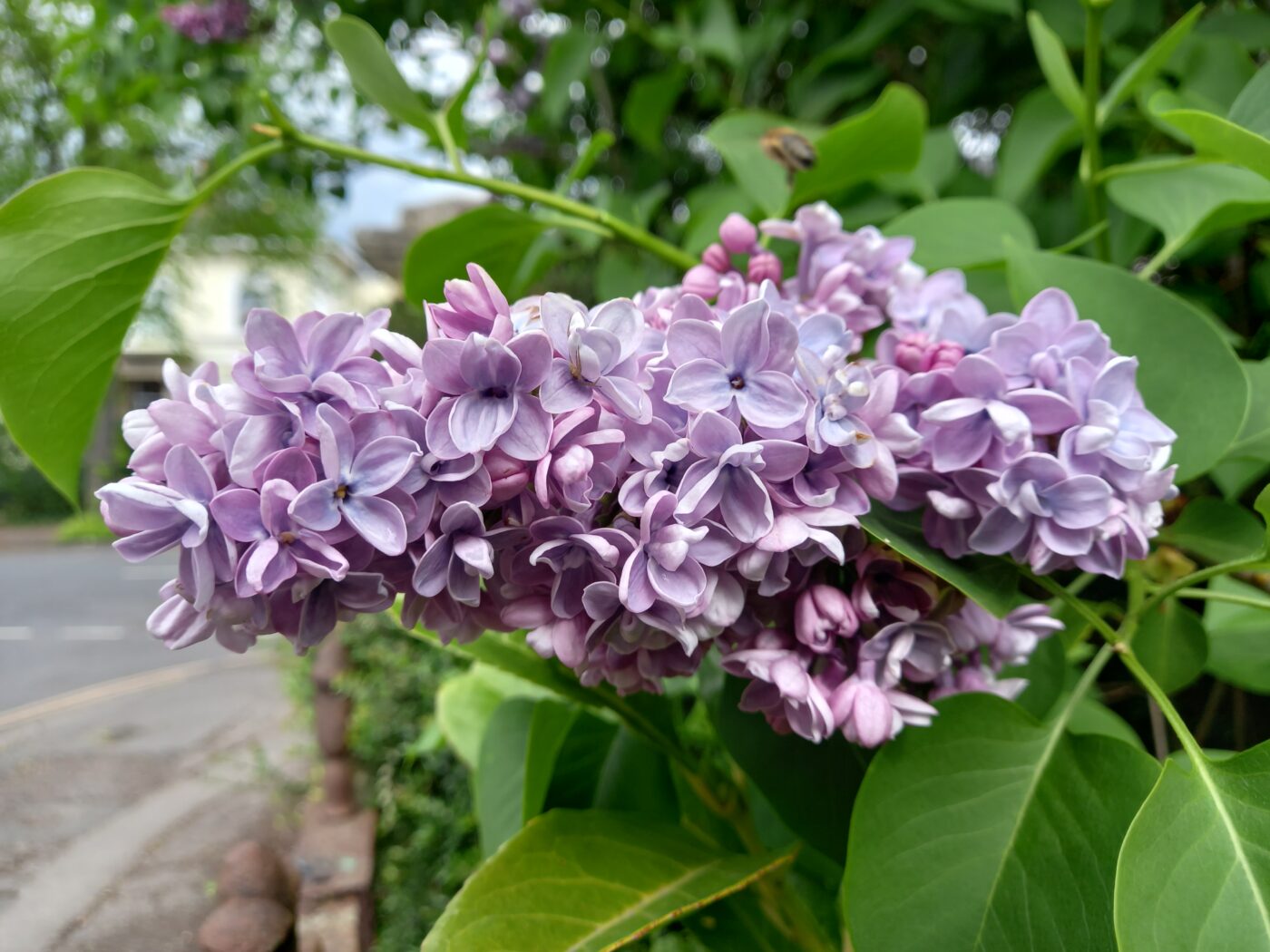國子さんへの追悼