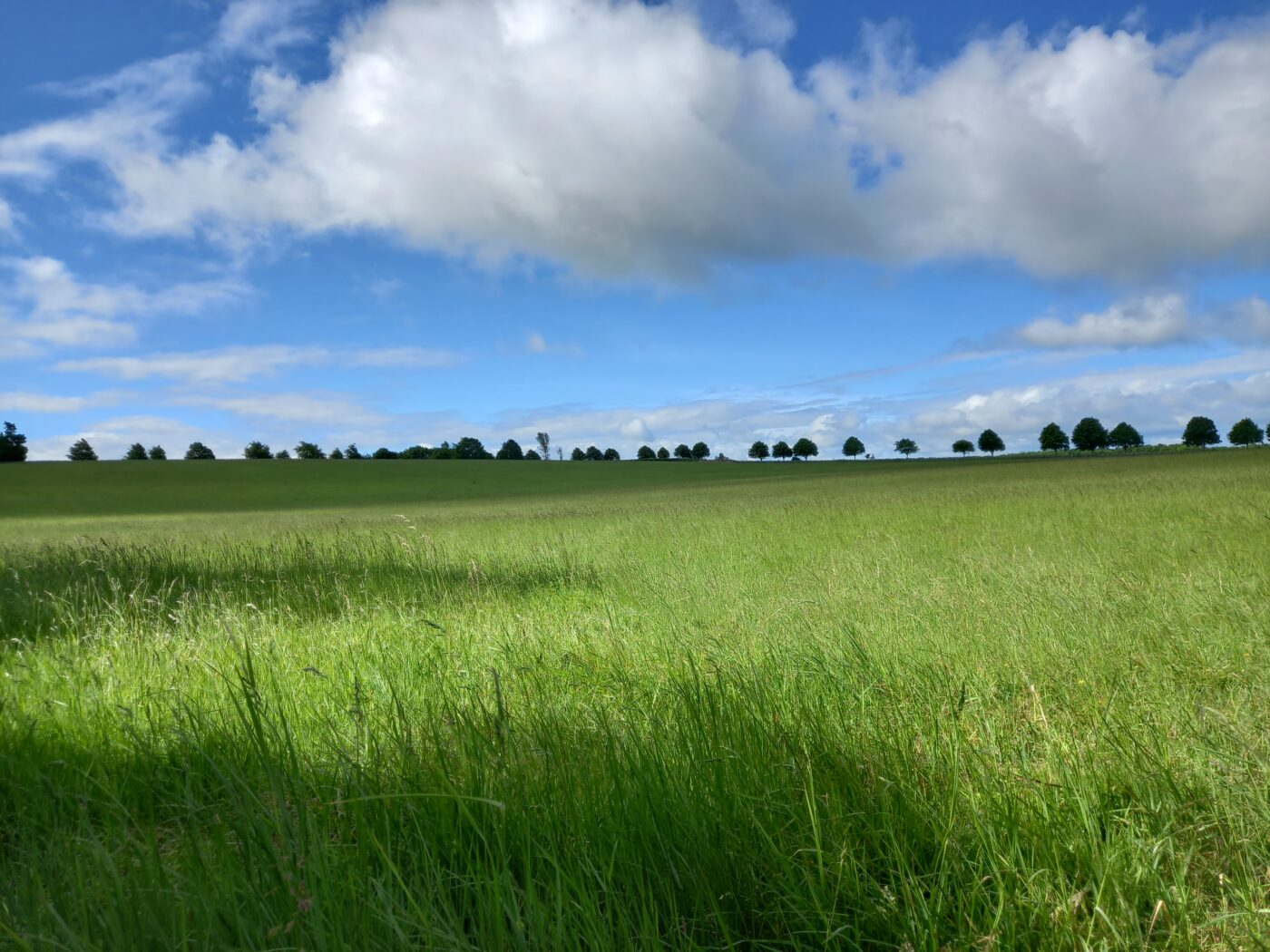 春 ー ハイキング、畑仕事、そしてネズミ騒動