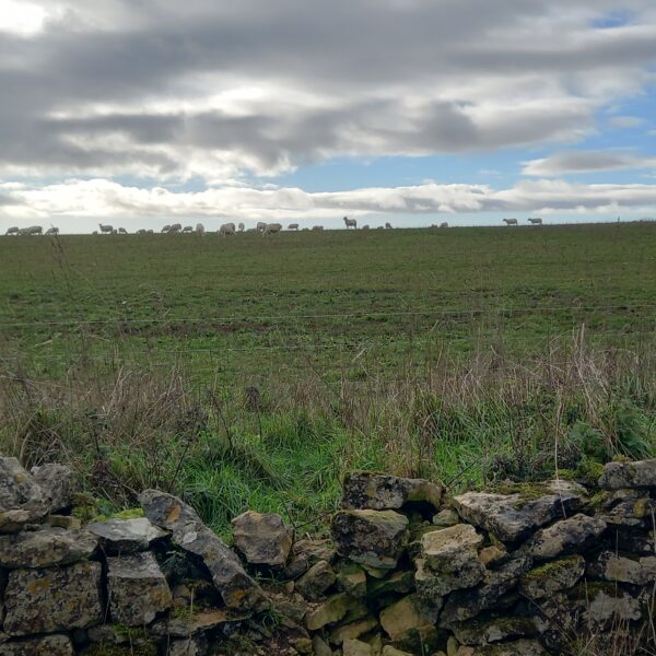 チェルトナム和食事情 プラス コッツウォルズのクリスマスデコレーション