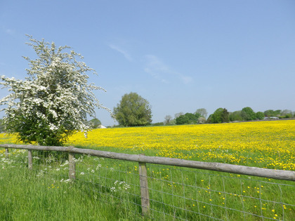 may 2012 sumiko 005.JPG