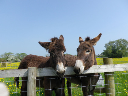 may 2012 sumiko 007.JPG