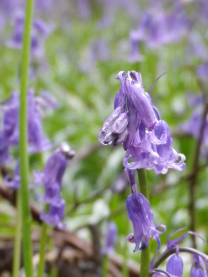 bluebells for blog 068.JPG