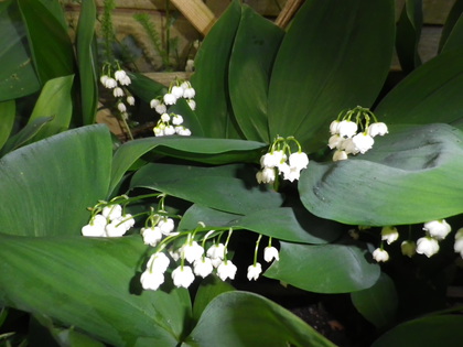 mayjune 2013 021.JPG